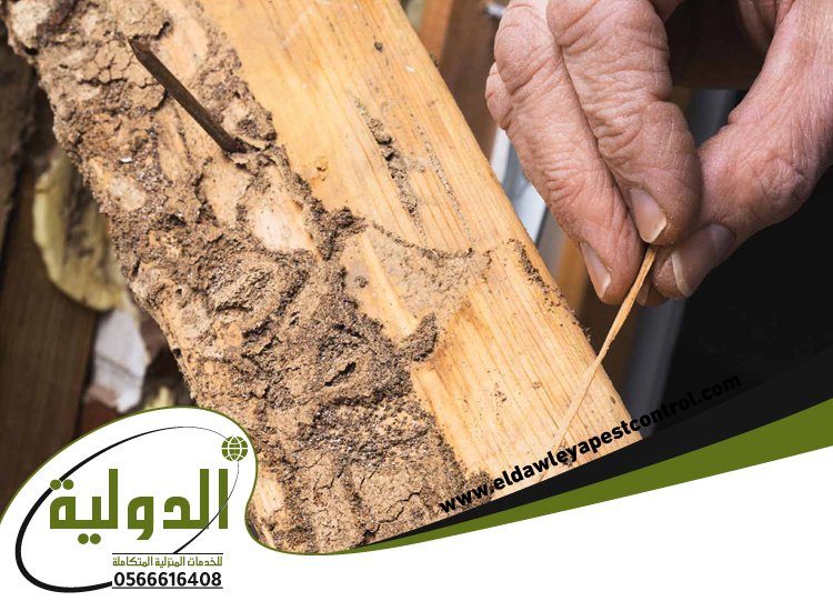 شركة مكافحة الربية بمهد الذهب 3 شركة مكافحة الربية بمهد الذهب