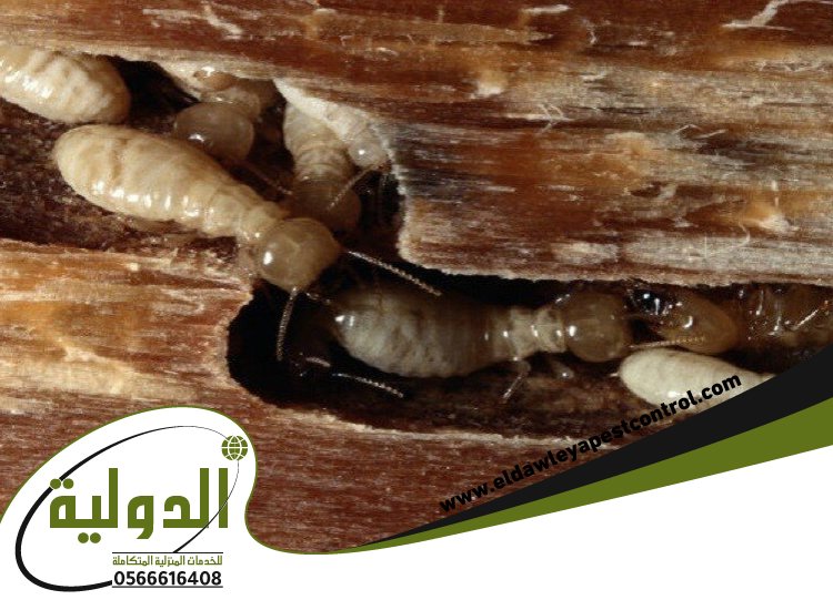 شركة مكافحة الربية بمهد الذهب 5 شركة مكافحة الربية بمهد الذهب