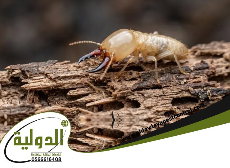 شركة مكافحة الربية بمكة 4 شركة مكافحة الربية بمكة