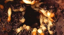 مكافحة النمل الابيض فى جدة