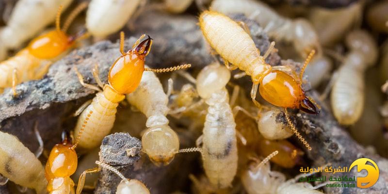طرق القضاء على النمل الأبيض