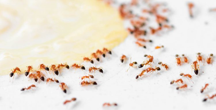 9 خطوات للتخلص من النمل نهائياً بالمطابخ