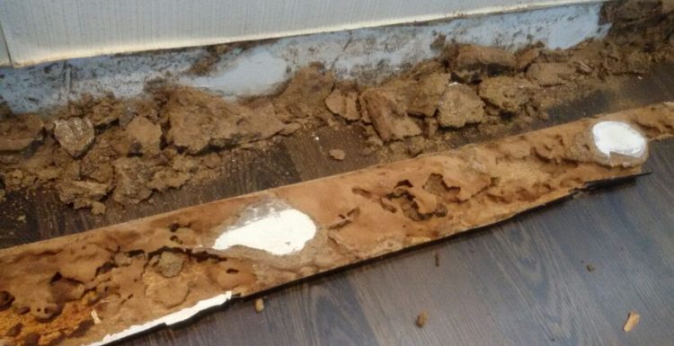 مكافحة العتة وأضرارها على الأرضيات الخشبية