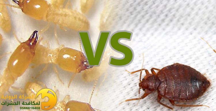 الفرق بين بق الفراش و النمل الابيض والتخلص منهما