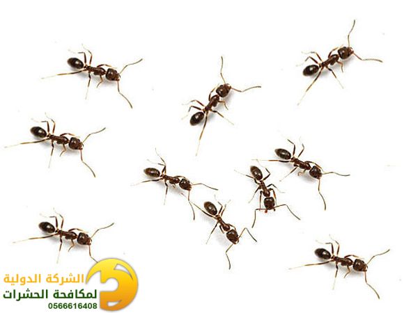 النمل الاسود