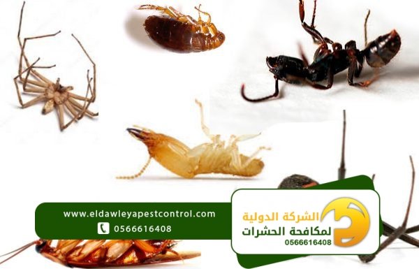 الحشرات المنزلية وطرق القضاء عليها