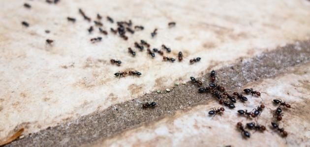 افضل 10 طرق للقضاء علي النمل بالمنزل
