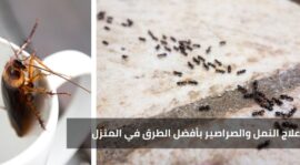 علاج النمل والصراصير بأفضل الطرق في المنزل