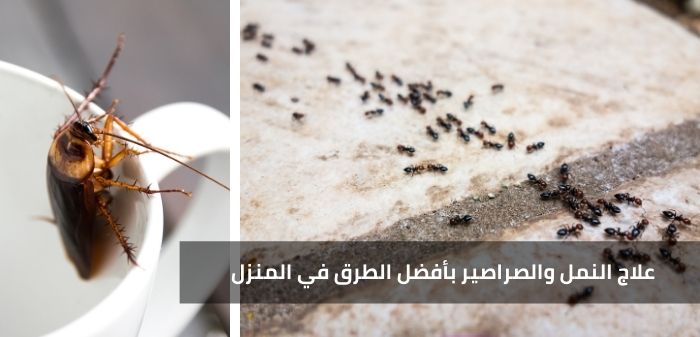 علاج النمل والصراصير بأفضل الطرق في المنزل