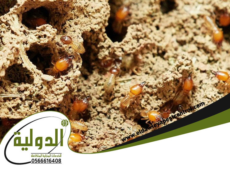 شركة مكافحة النمل الاسود بجدة