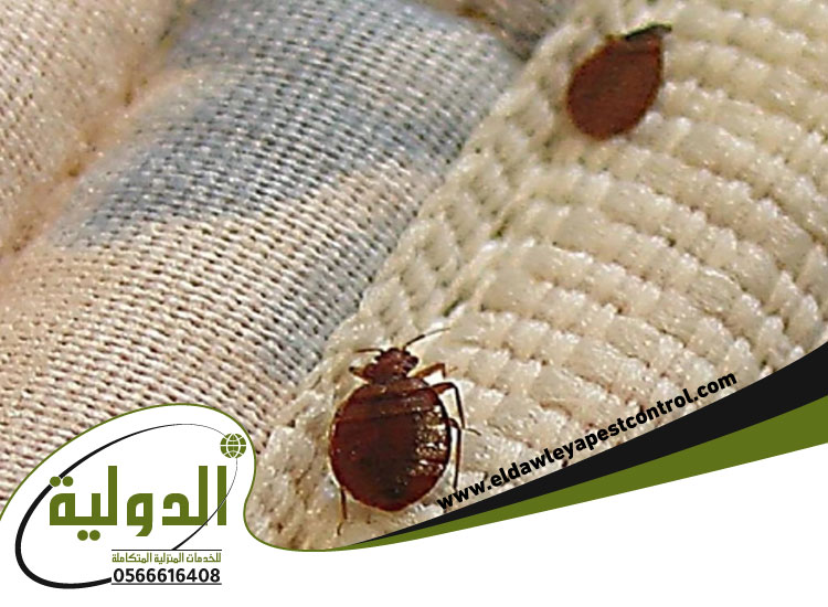 مبيدات رش البق