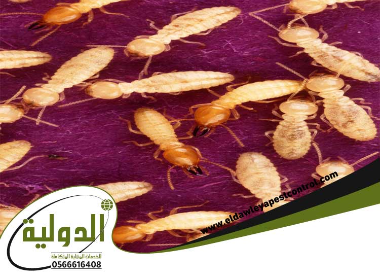 مكافحة النمل الأبيض فى المنزل