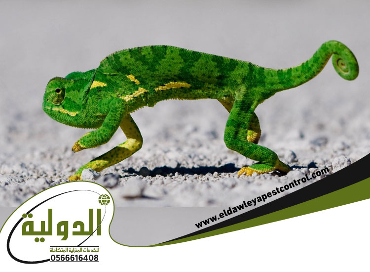 أضرار الوزغ