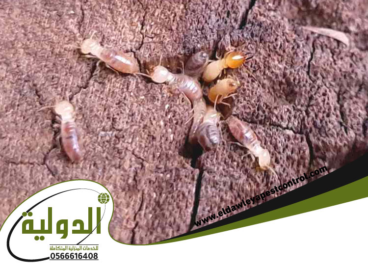 مكافحة العته