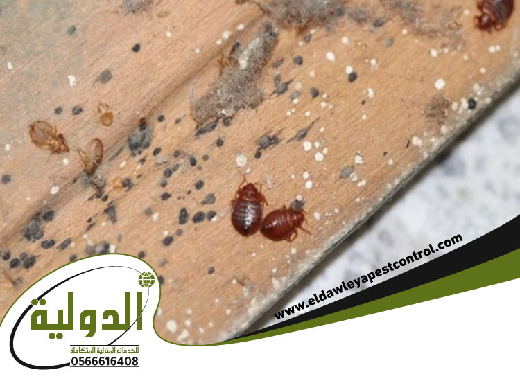 حشره بق الفراش