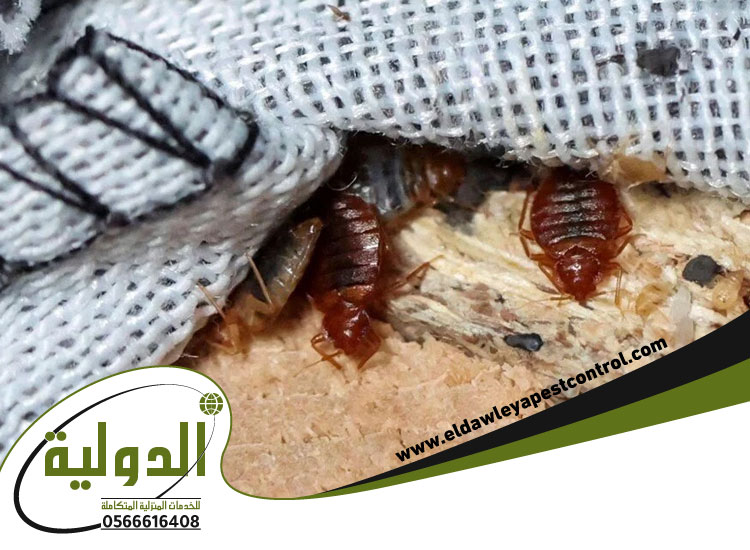 شركة مكافحة بق الفراش بمكة