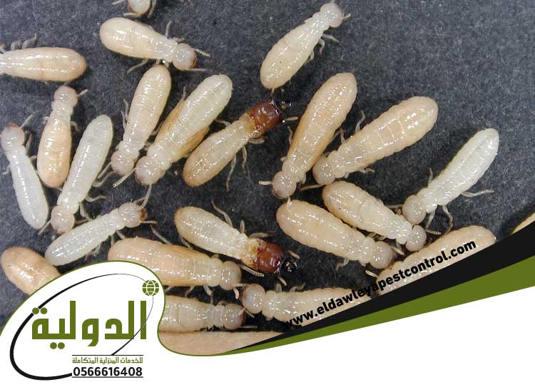 شركة مكافحة الأرضة بجدة