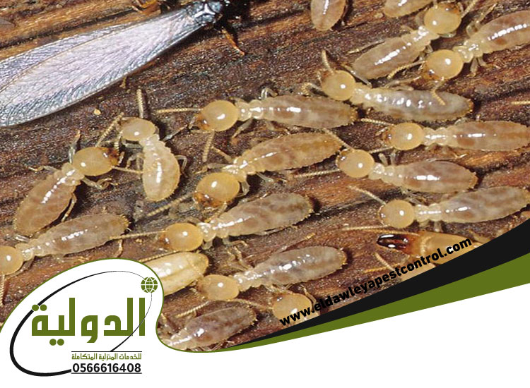 مكافحة النمل الابيض