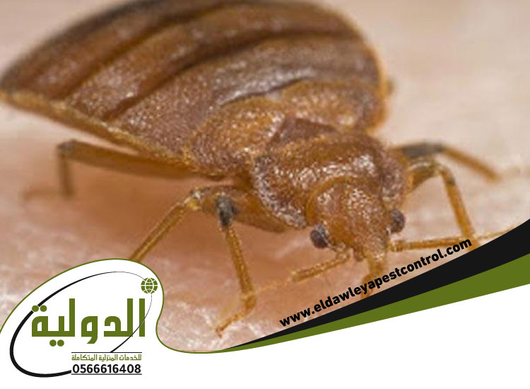 لدغات بق الفراش