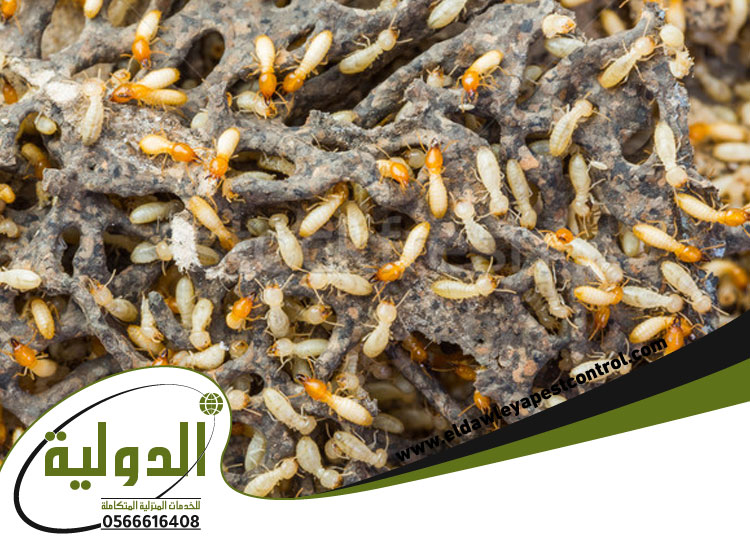 النمل