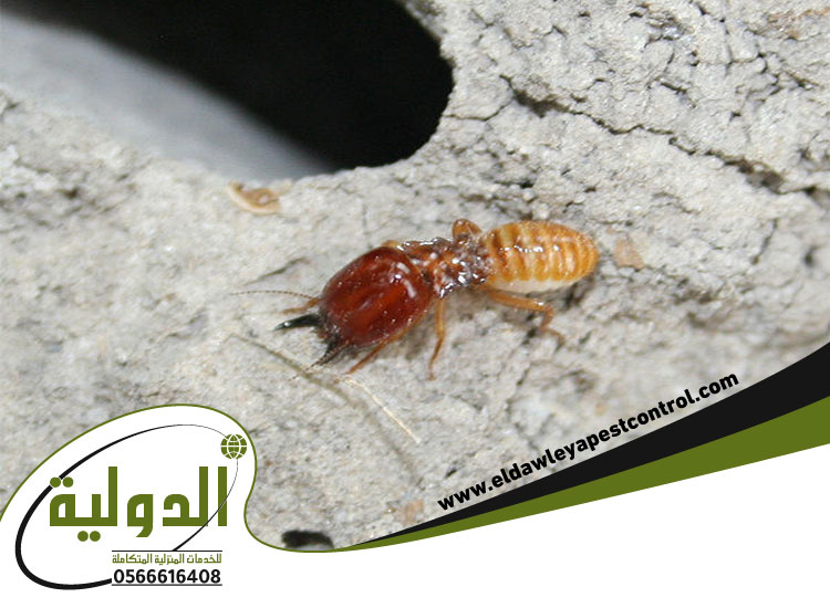 شركة مكافحة النمل الاسود بجدة