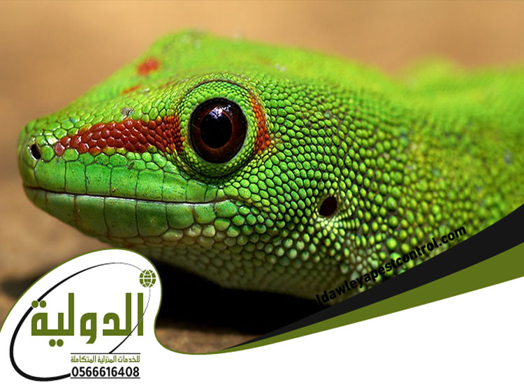 شركة مكافحة الوزغ بجدة