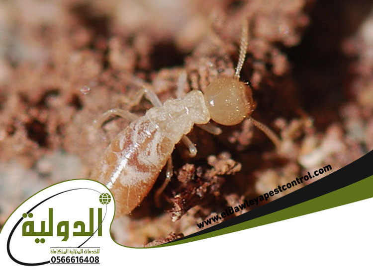 شركة مكافحة النمل الابيض بمكة