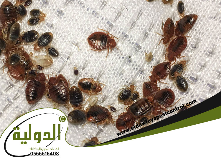 مكافحة بق الفراش