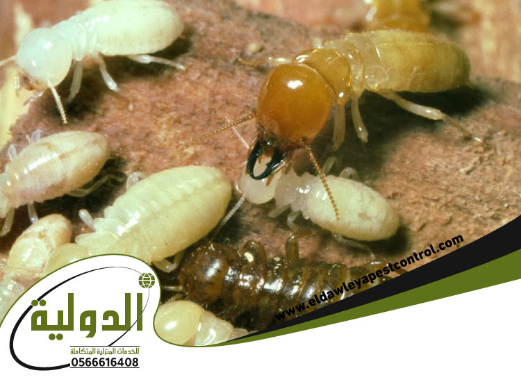 شركة مكافحة النمل الابيض