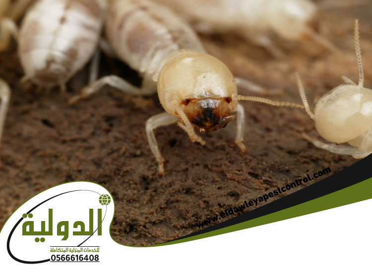 شركة مكافحة النمل الابيض برابغ