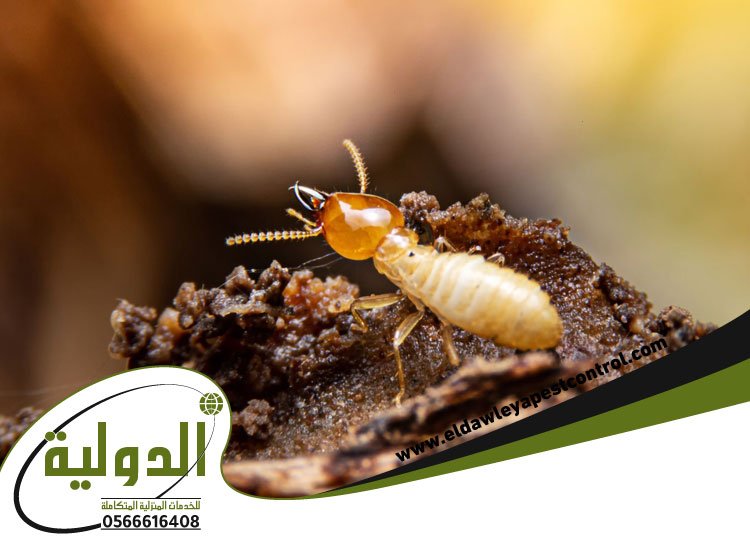 رش دفان