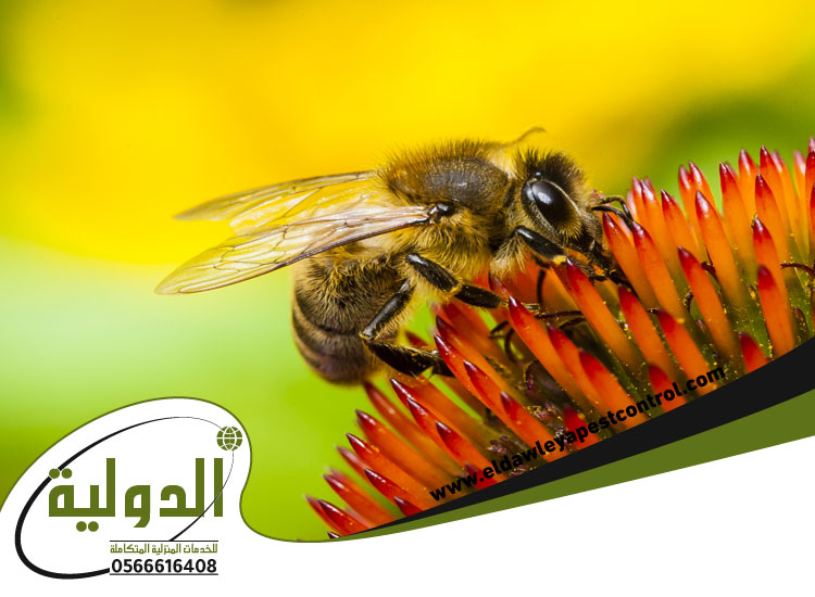 شركة مكافحة حشرات بعسفان