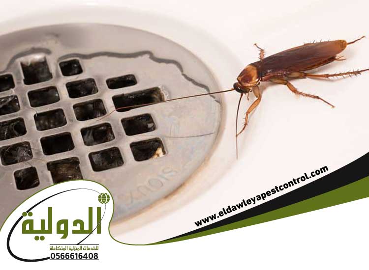 تنظيف المطبخ الخشب من الصراصير