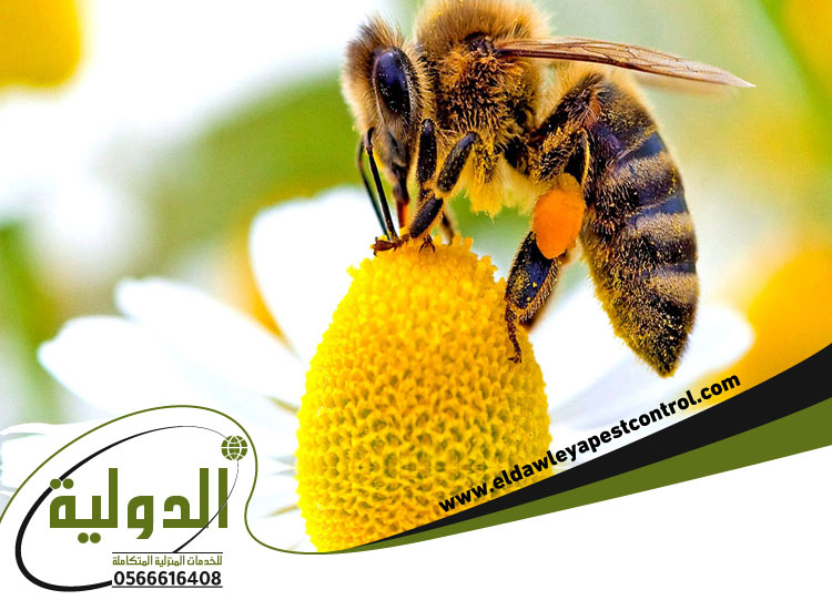 شركة مكافحة النحل بجدة