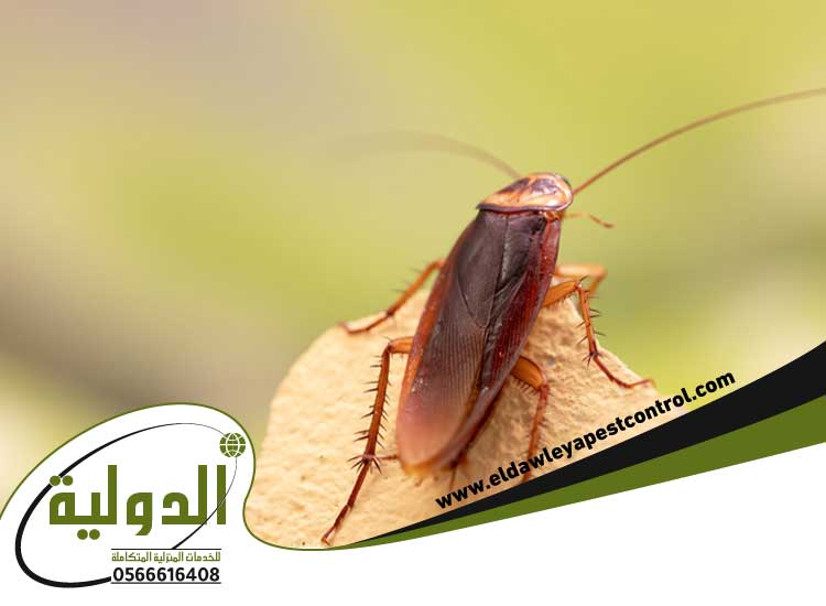 اقوى مبيدات الصراصير