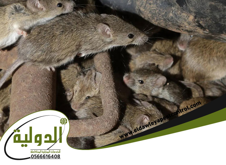 شركة مكافحة الفئران بجدة