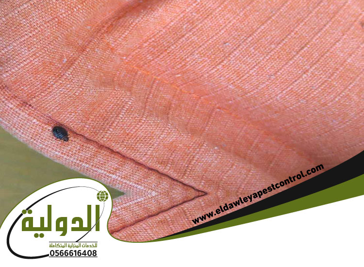 طرق تنظيف المنزل للوقاية من البق