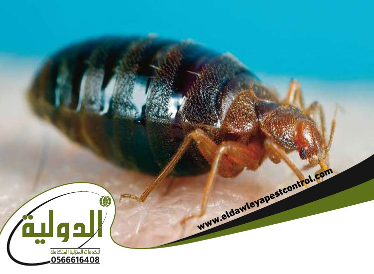 بق الفراش
