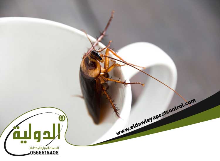 الصراصير