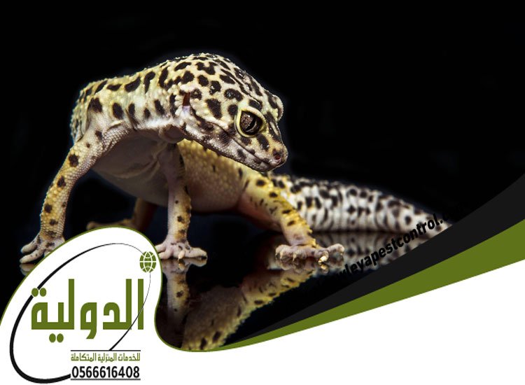 شركة مكافحة الوزغ بمكة