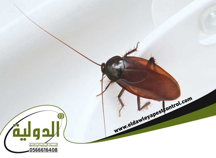 الصراصير