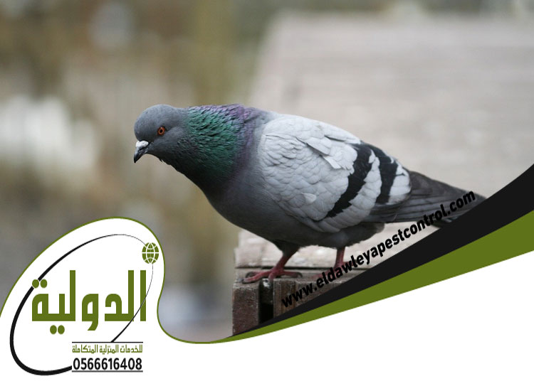 شركة مكافحة الحمام بجدة