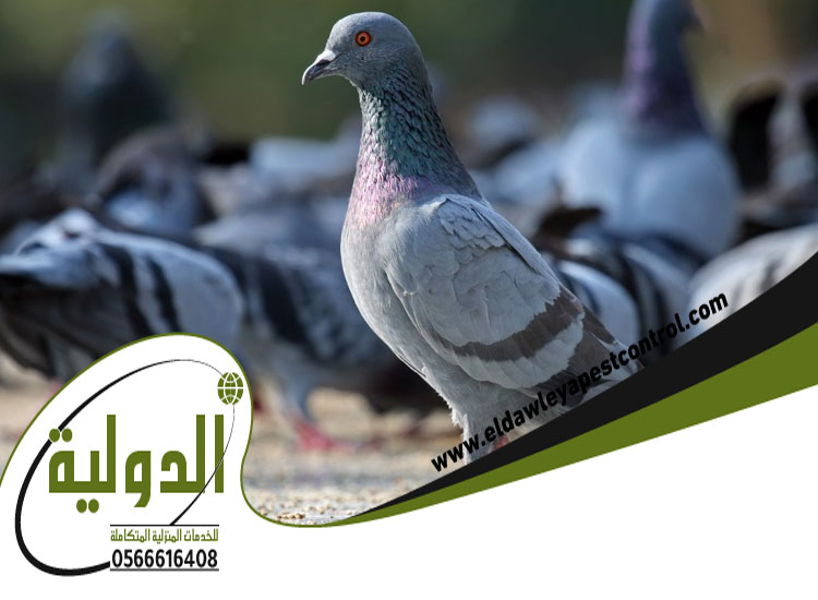 شركة مكافحة الحمام بجدة