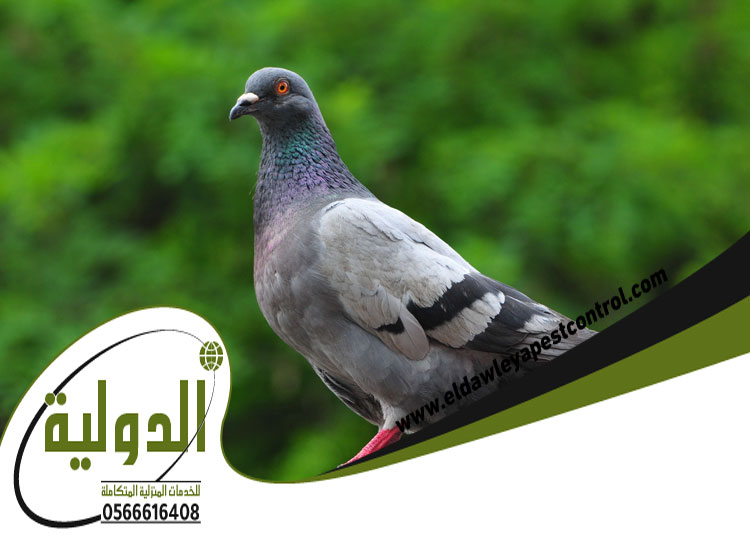 شركة مكافحة الحمام بجدة