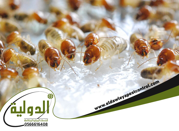 شركة مكافحة الارضة بمكة