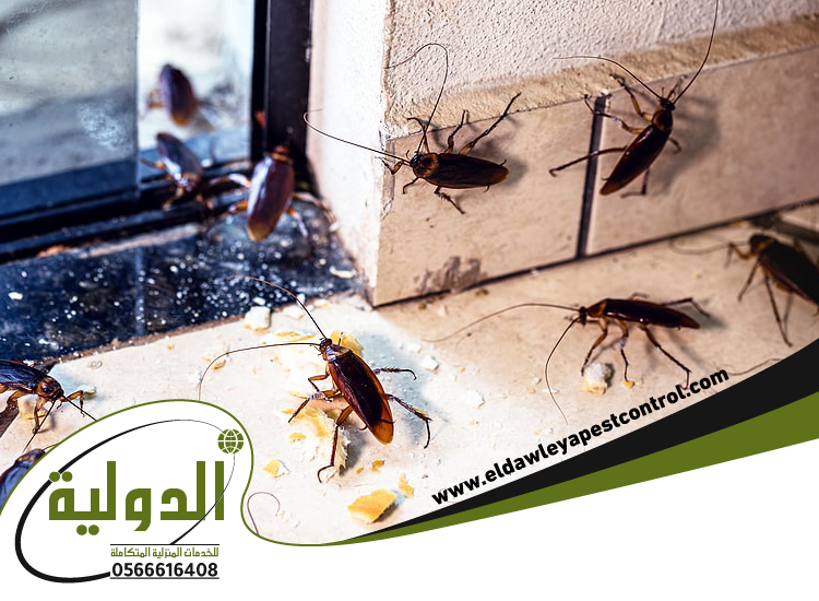 ارخص شركة مكافحة الصراصير برابغ