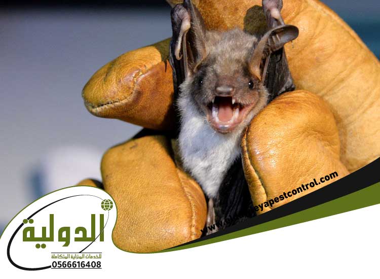 شركة مكافحة الخفافيش بجدة