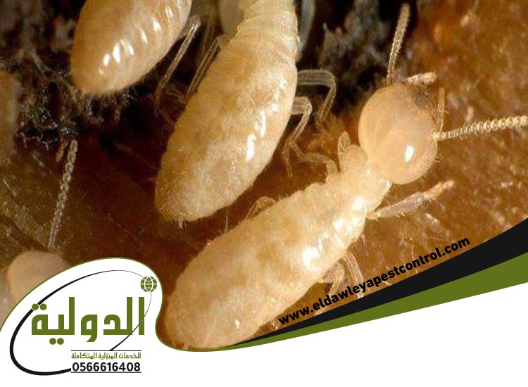 مكافحة العتة