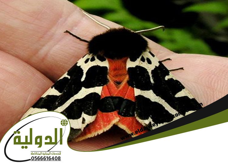 شركة مكافحة العته بمهد الذهب 5 شركة مكافحة العته بمهد الذهب