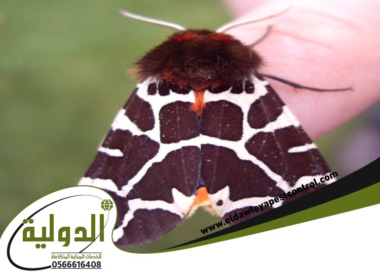 شركة مكافحة العته بمهد الذهب 4 شركة مكافحة العته بمهد الذهب